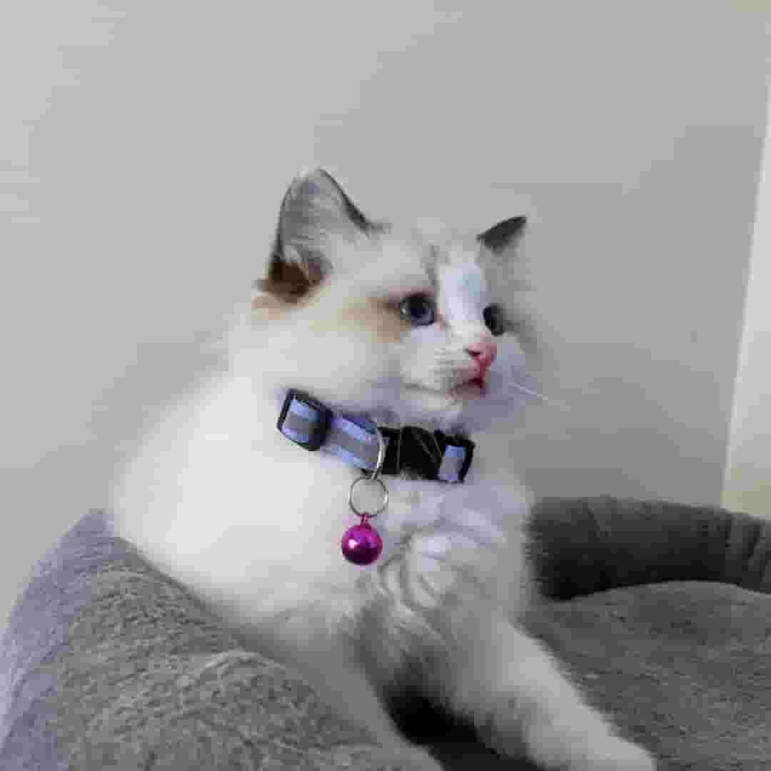 Ragdoll cats