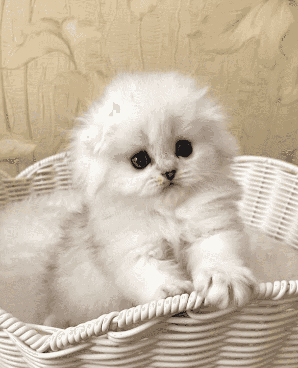 Munchin kitten