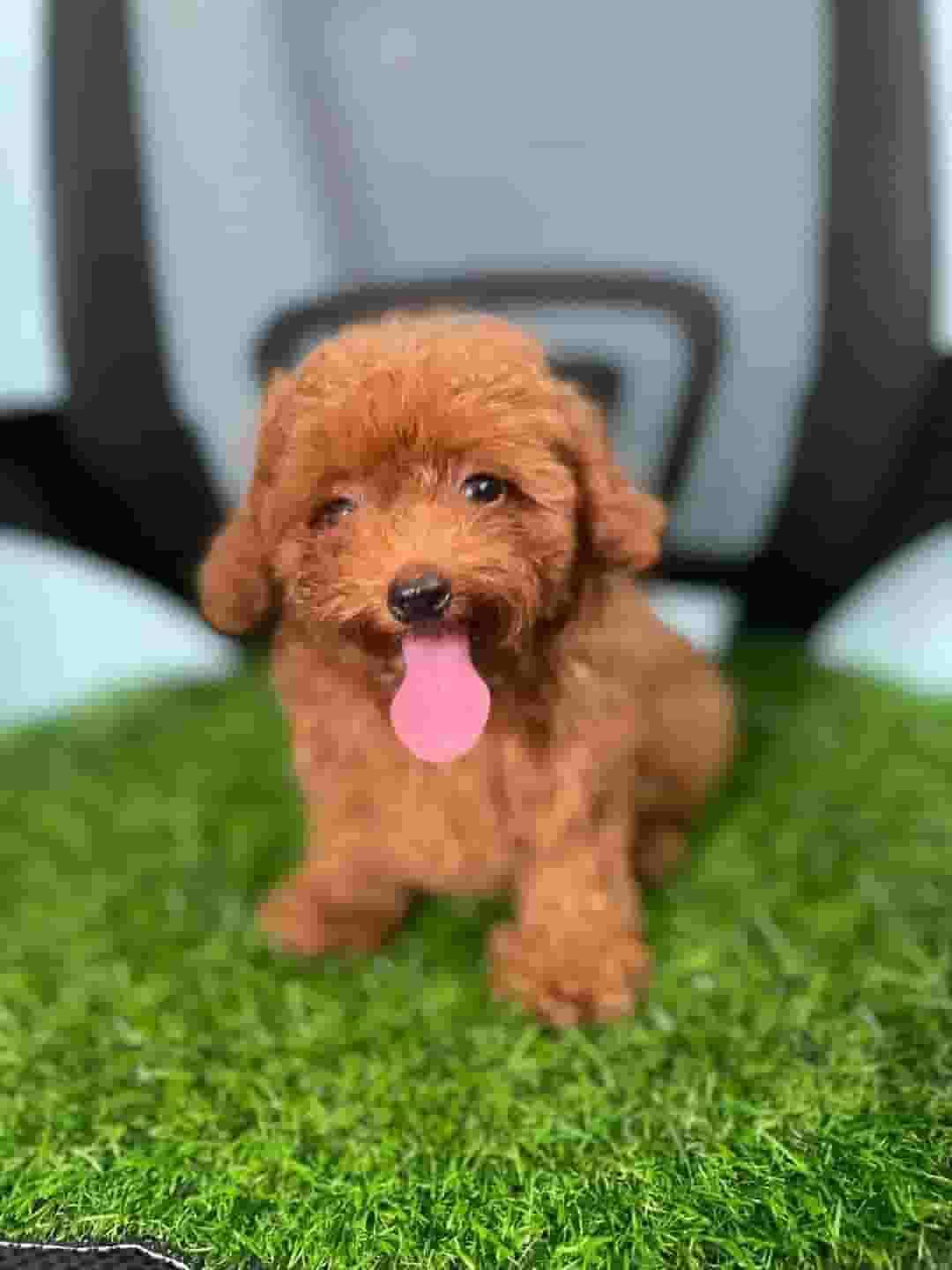 Poodle dogs for sale