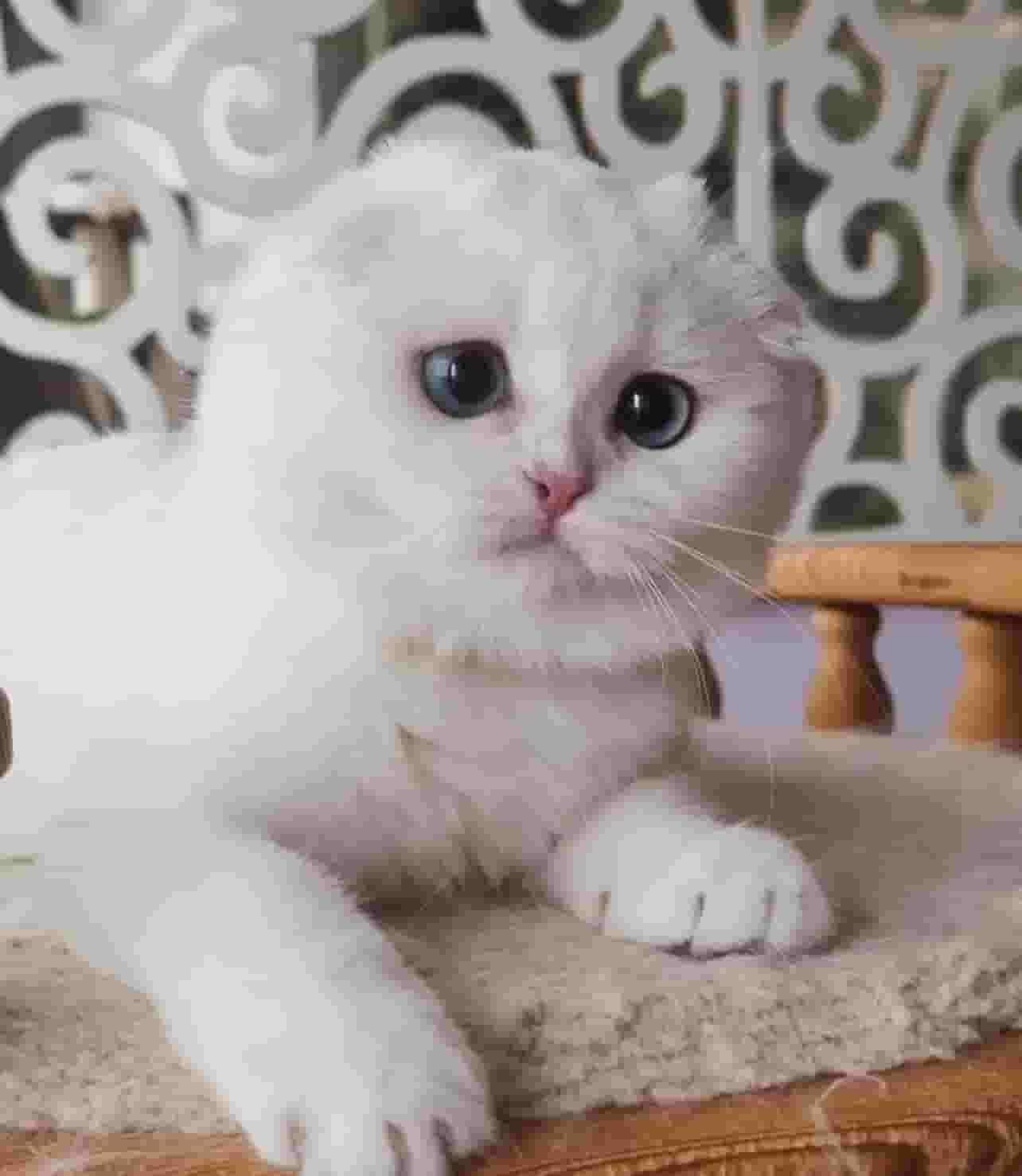 Scottish cat 