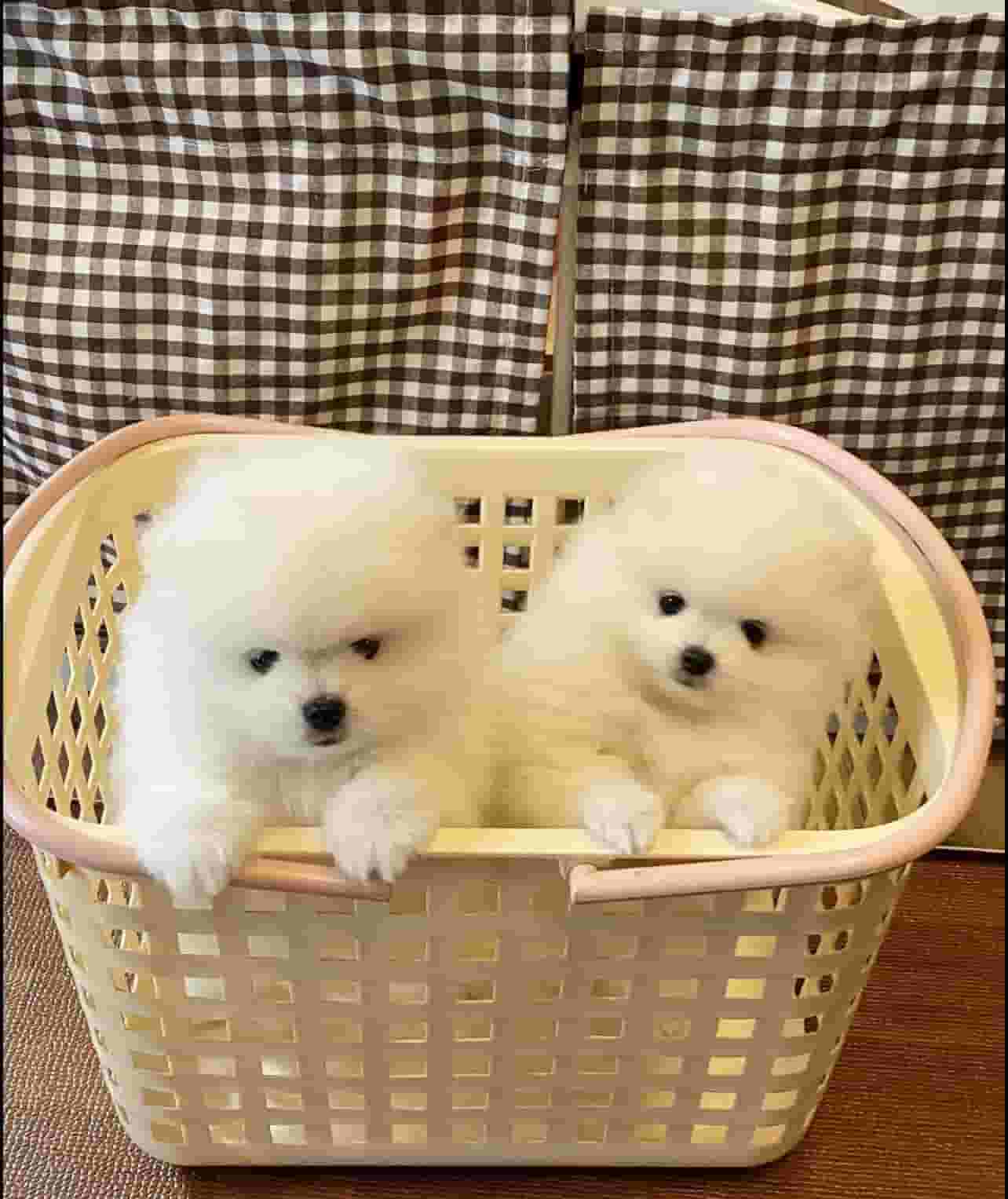 Pomeranian dogs