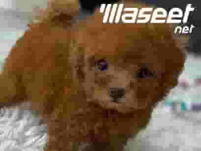 Small poodle dog Small poodle dog