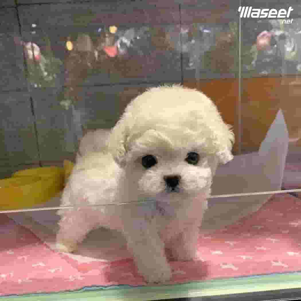 Maltese Puppy Maltese Puppy