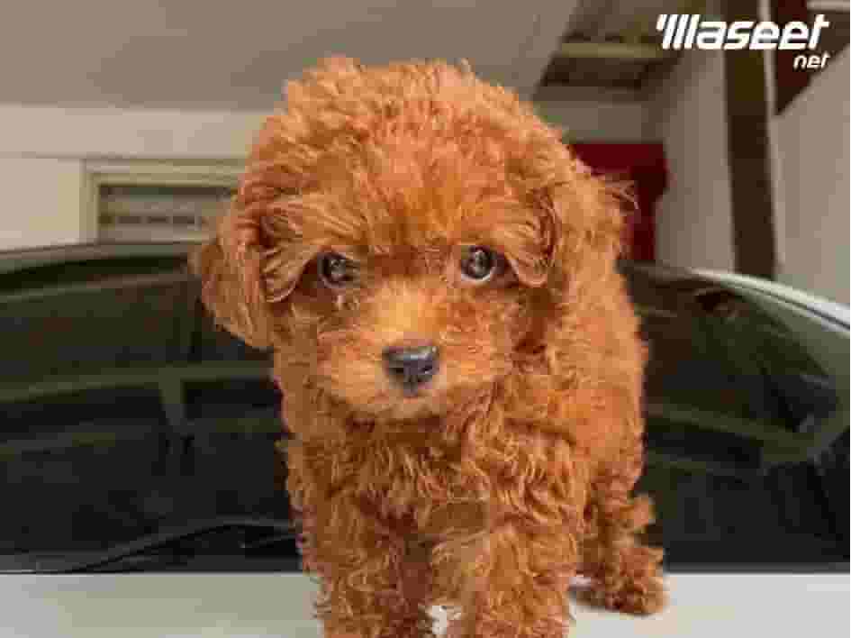Poodle dog Poodle dog