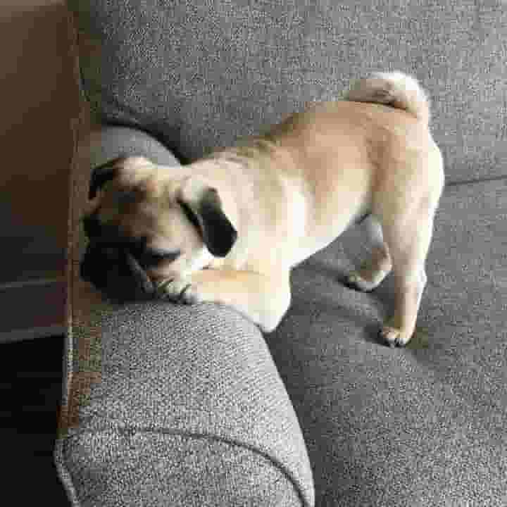 Pure dog puppy Pure dog puppy